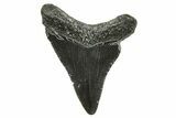Juvenile Megalodon Tooth - South Carolina #375953-1